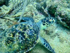 Eretmochelys imbricata