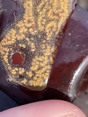 Botrylloides violaceus