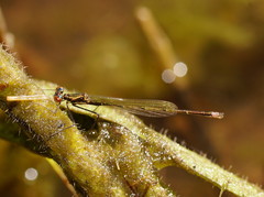 Austrocnemis splendida