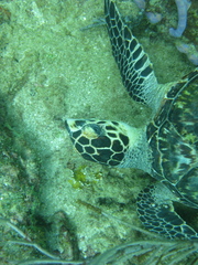 Eretmochelys imbricata