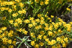 Gutierreziinae