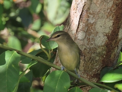 Vireo magister