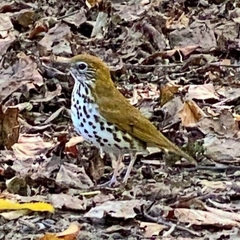 Hylocichla mustelina