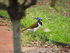 Entomyzon cyanotis