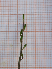 Triglochin laxiflora
