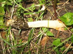 Phallus hadriani