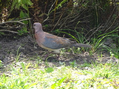 Streptopelia senegalensis senegalensis