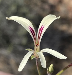 Pelargonium trifidum