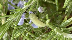 Strymon melinus