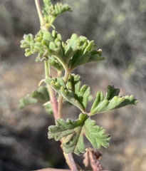 Pelargonium trifidum