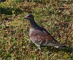 Columba guinea