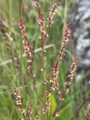 Rumex acetosella