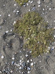 Euphorbia polygonifolia