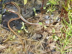 Thamnophis saurita septentrionalis