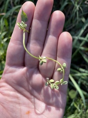 Fallopia convolvulus