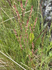 Rumex acetosella