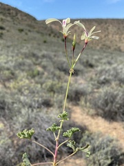 Pelargonium trifidum