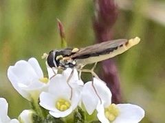 Sphaerophoria novaeangliae