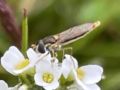 Sphaerophoria novaeangliae