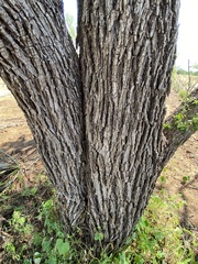 Sideroxylon occidentale