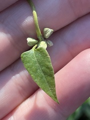 Fallopia convolvulus