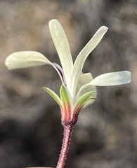Pelargonium trifidum