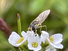 Sphaerophoria novaeangliae