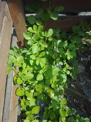 Salpichroa origanifolia