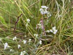 Draba incana