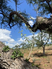 Sideroxylon occidentale