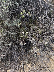 Pelargonium trifidum