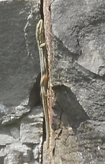 Podarcis muralis