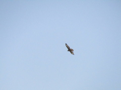 Buteo rufinus