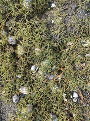 Euphorbia polygonifolia