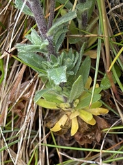 Draba incana