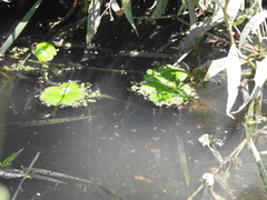 Hydrocotyle ranunculoides