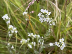 Draba incana