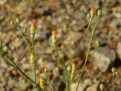 Crepis dioscoridis