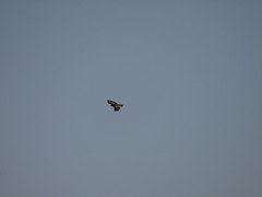 Buteo rufinus