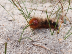 Phyllalia patens