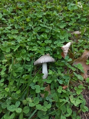 Amanita constricta