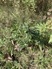 Quercus imbricaria