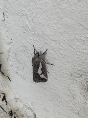 Euscirrhopterus gloveri
