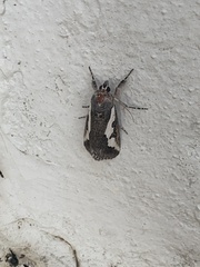 Euscirrhopterus gloveri