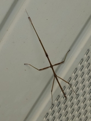 Phasmatinae