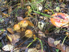 Cortinarius triumphans