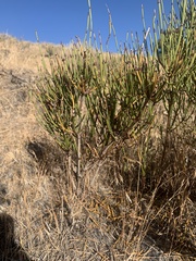 Ephedra viridis
