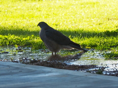 Accipiter cirrocephalus