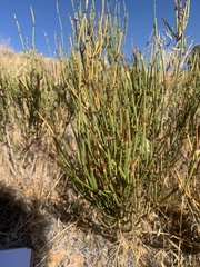 Ephedra viridis