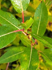 Salix eriocephala